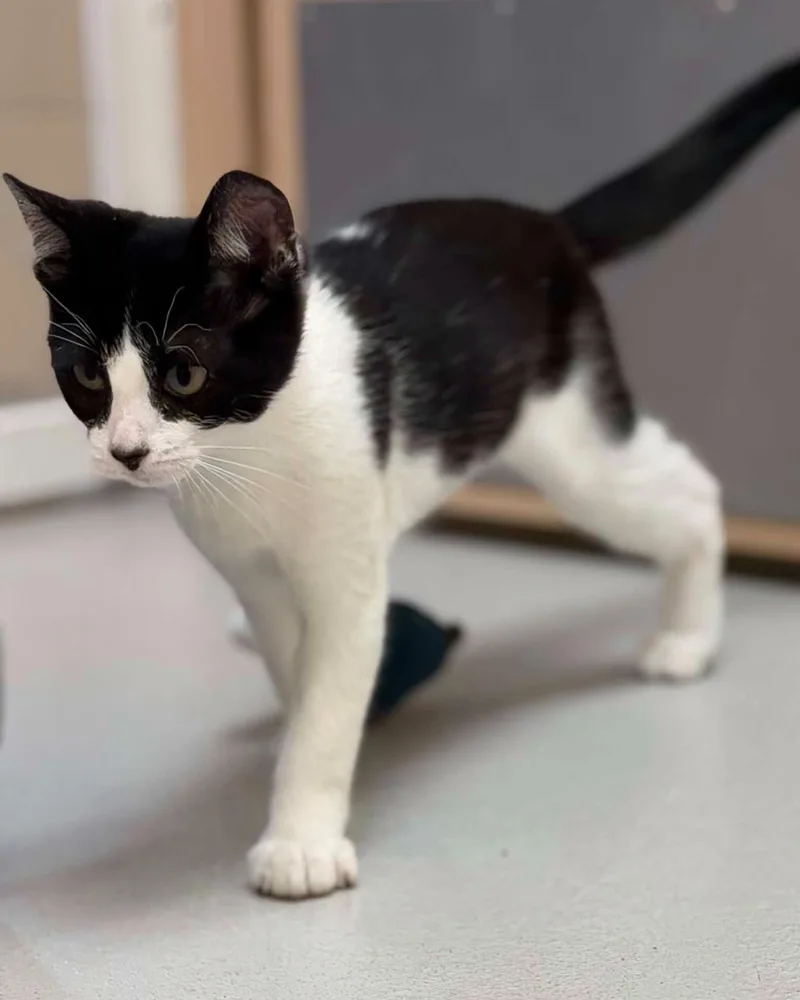 A young medium-sized female Black & White / Tuxedo Domestic Short Hair cat named Sprite for adoption in Fremont, MI