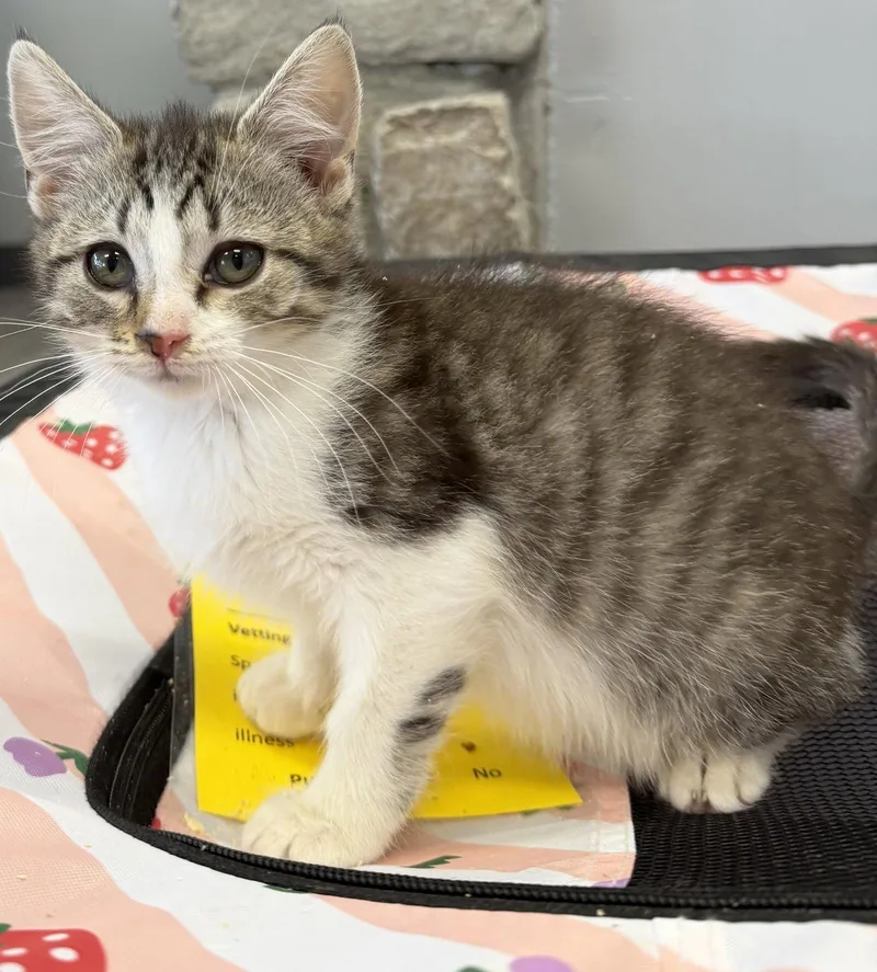 A baby medium-sized female Tabby cat named Garbanzo for adoption in Georgetown, KY