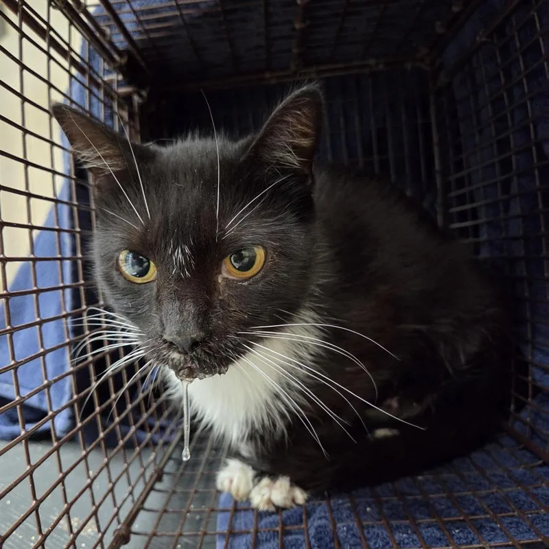 An adult medium-sized female Black Domestic Short Hair cat named Rainy for adoption in Windsor, VA