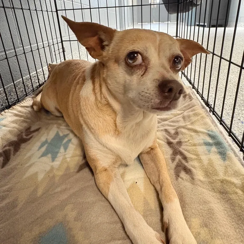 An adult small-sized female Yellow / Tan / Blond / Fawn Chihuahua dog named Potato Pancake for adoption in Greenville, SC