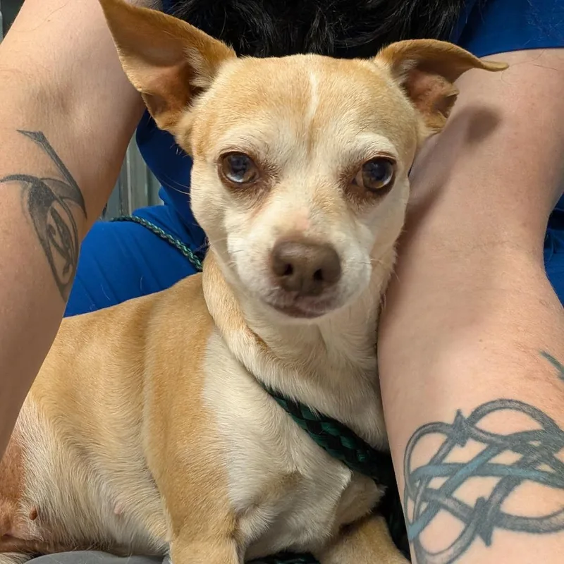 Potato Pancake thumbnail 2