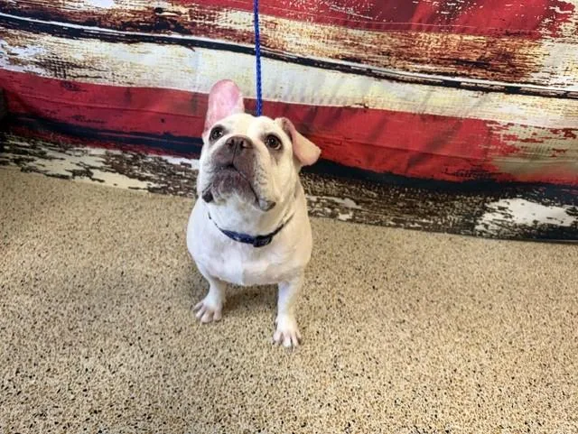 An adult small-sized female French Bulldog dog named Camila for adoption in Miami, FL