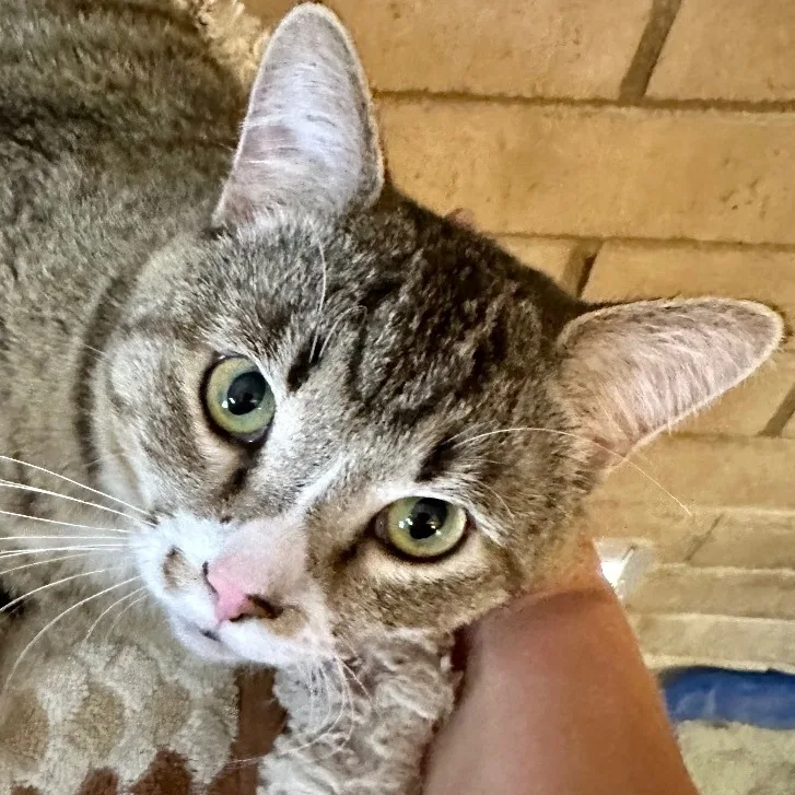 A young medium-sized male Tabby (Brown / Chocolate) Domestic Short Hair cat named George for adoption in Phoenix, AZ