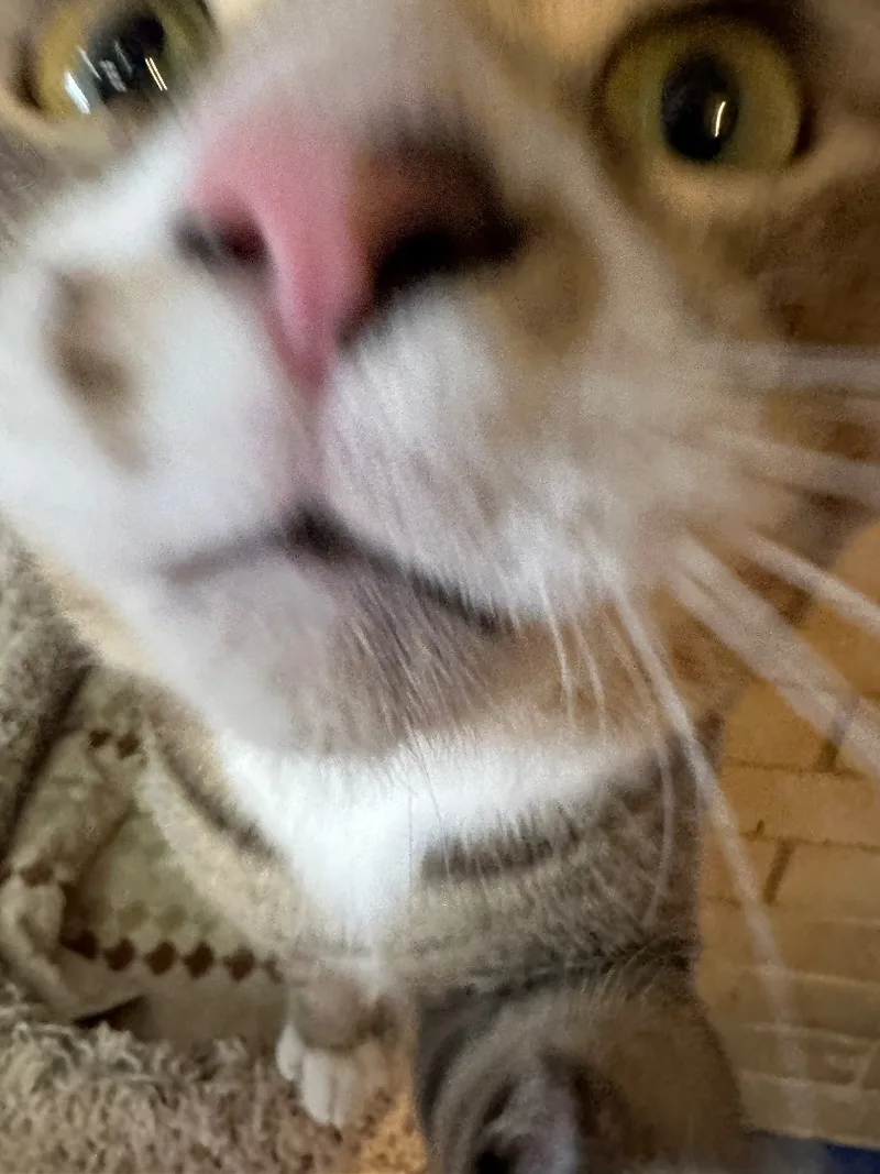 George thumbnail 4