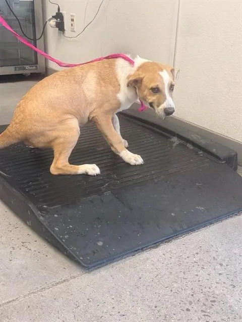 A young large-sized male Pit Bull Terrier dog named Rosco for adoption in Mesa, AZ