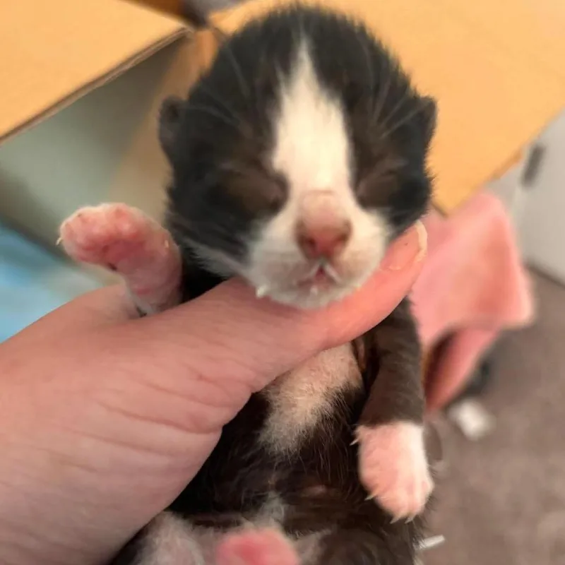 Tug Boat thumbnail 2