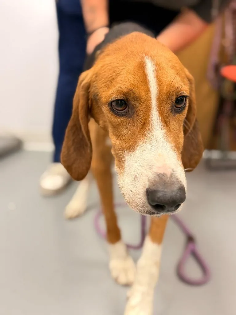 An adult medium-sized male Hound dog named Tick for adoption in Hartsville, SC