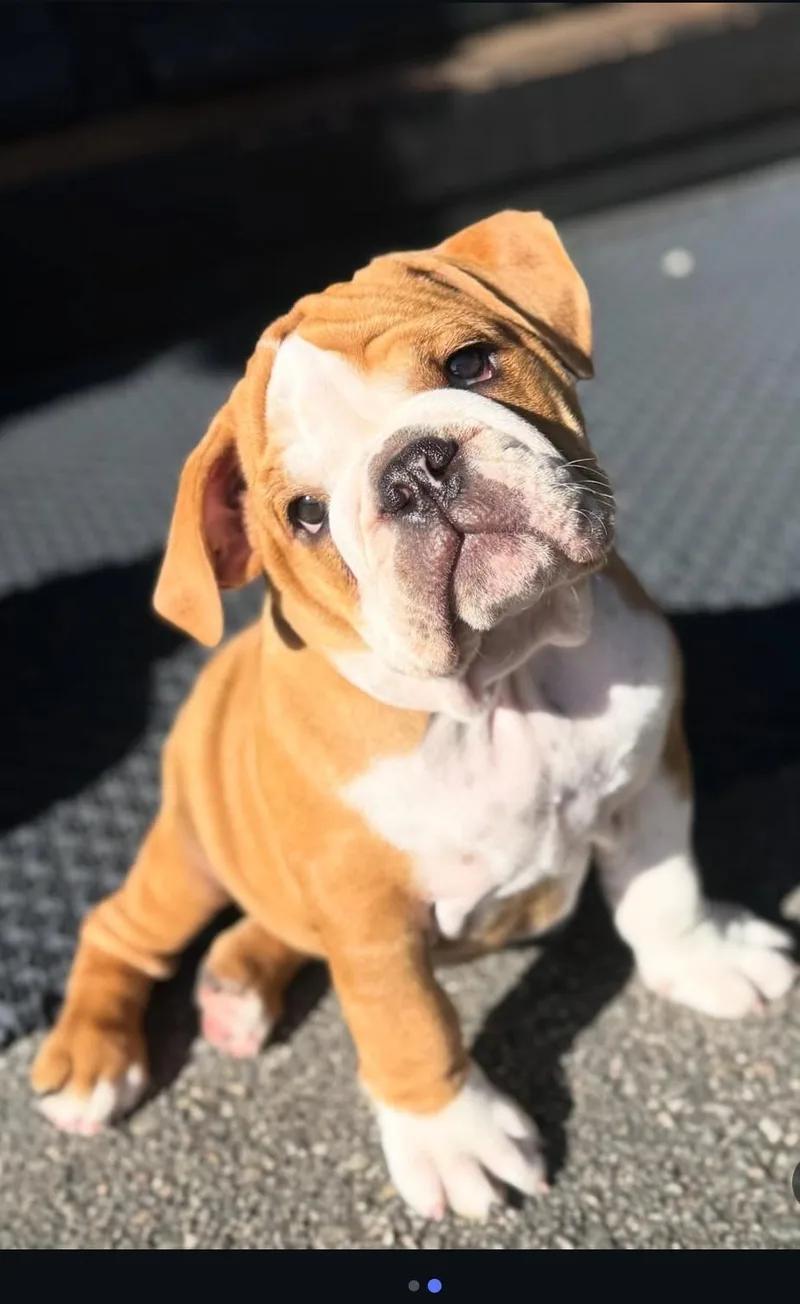 A young medium-sized male English Bulldog dog named Blaine for adoption in Palatine, IL