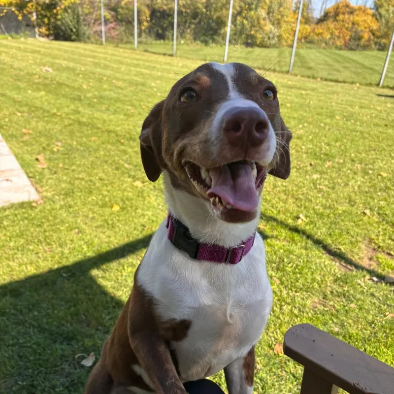 A young medium-sized male Mixed Breed dog named Akeman for adoption in Brookfield, WI