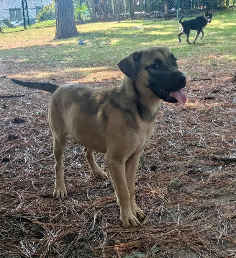 A baby medium-sized female Shepherd dog named Willow for adoption in Little Rock, AR
