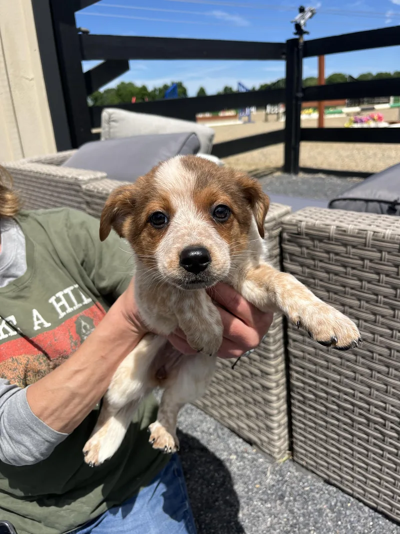 A baby small-sized male Bernese Mountain Dog dog named Aspen for adoption in Havertown, PA