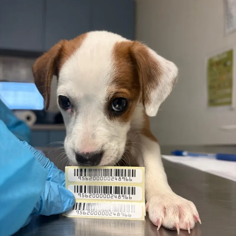 A baby small-sized female White / Cream Mixed Breed dog named Meeri for adoption in Charleston, WV