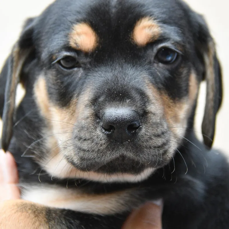 A baby medium-sized female Black Mixed Breed dog named Brynn for adoption in Columbus, NC