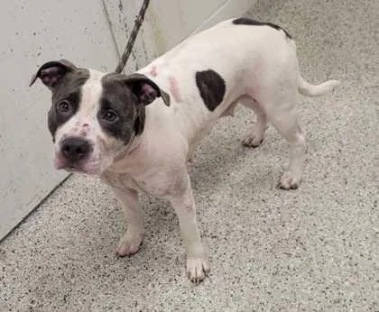 An adult large-sized female White / Cream Pit Bull Terrier dog named Zola for adoption in Kansas City, MO