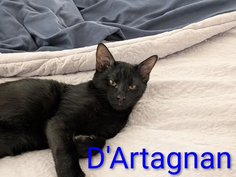 D'artagnan thumbnail 2