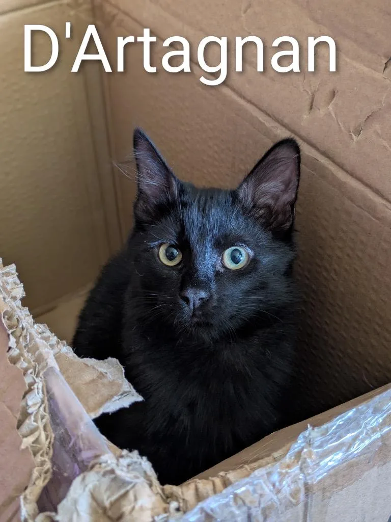 D'artagnan thumbnail 3