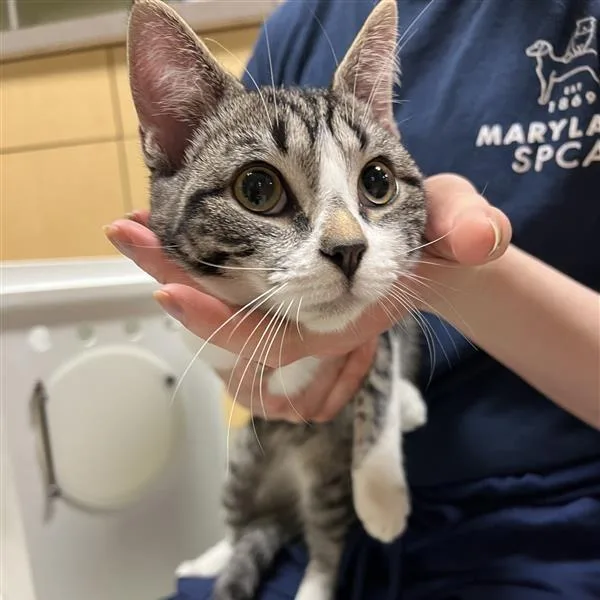 A young medium-sized female Brown / Chocolate Domestic Short Hair cat named Tink for adoption in Baltimore, MD