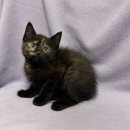 A baby small-sized female Domestic Short Hair cat named Carmen Lopez for adoption in Janesville, WI