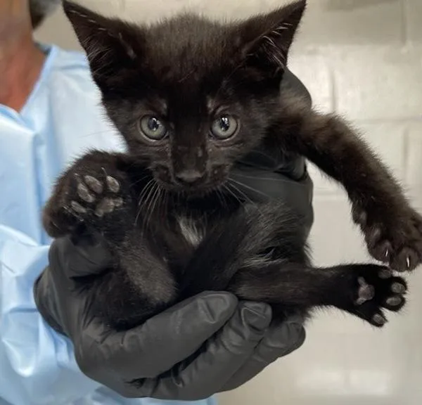 A baby small-sized female Domestic Short Hair cat named Lala for adoption in Escondido, CA
