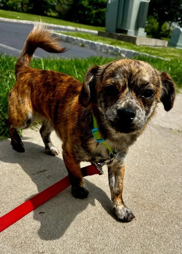 A young small-sized male Chihuahua dog named Dipper for adoption in Skillman, NJ