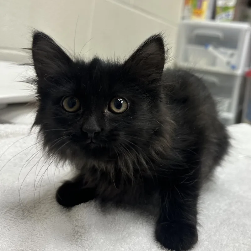 A baby small-sized female Domestic Long Hair cat named Jollibee for adoption in Murray, UT