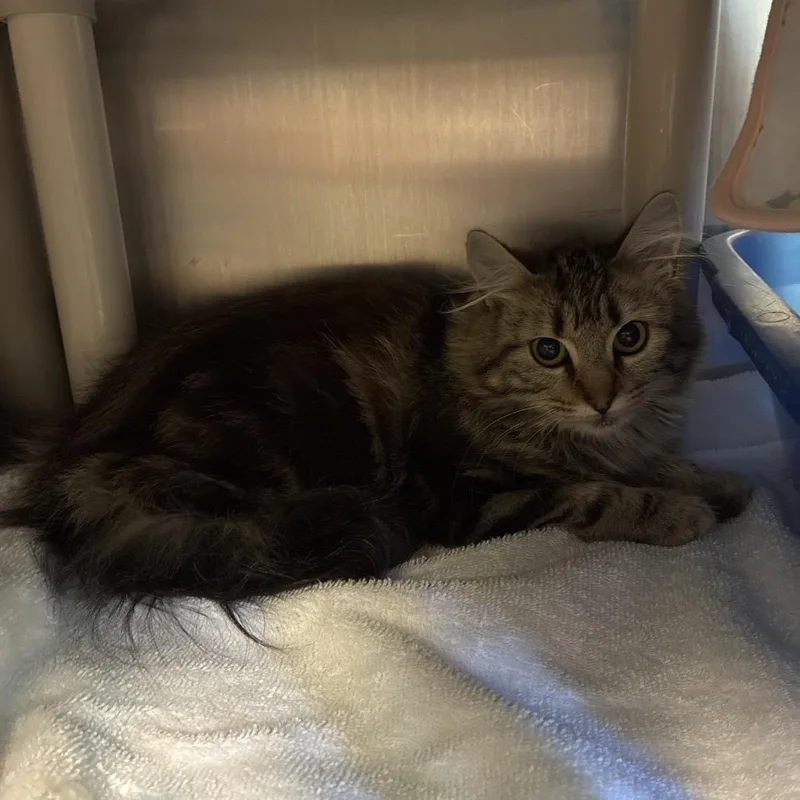 A baby medium-sized female Black Domestic Medium Hair cat named Moxie for adoption in Fredericksburg, VA