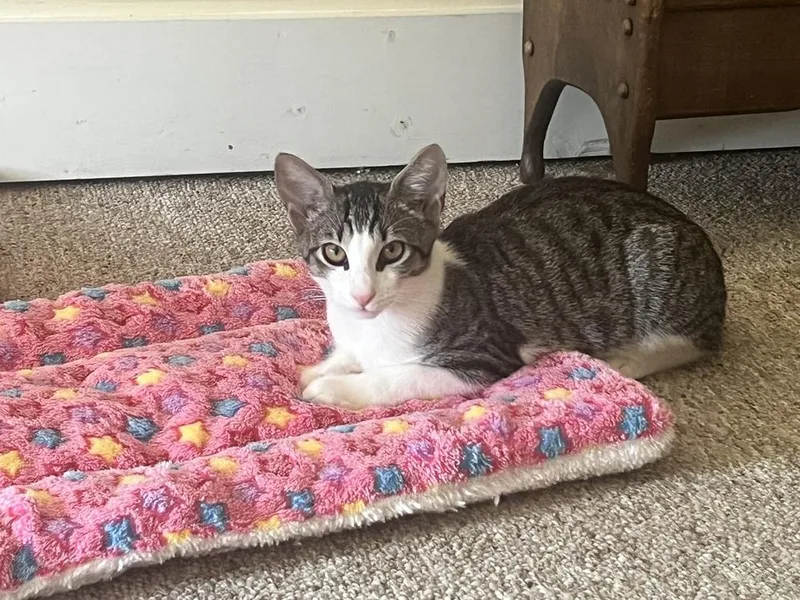 A baby small-sized male Domestic Short Hair cat named Oliver JB for adoption in Greenville, SC