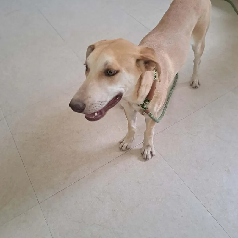 A young medium-sized female Yellow / Tan / Blond / Fawn Labrador Retriever dog named Foxy for adoption in Bend, OR