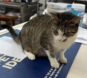 A young small-sized female Tabby cat named Pippa for adoption in Dawson, GA