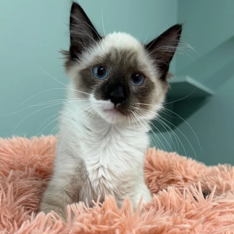 A baby small-sized male White Domestic Medium Hair cat named Braford for adoption in Pittsford, VT
