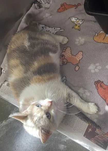 Dumpling thumbnail 2