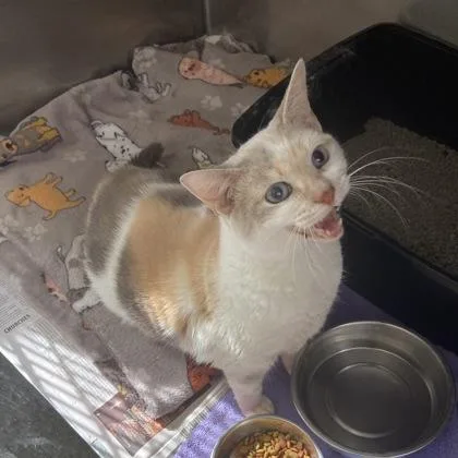 Dumpling thumbnail 3