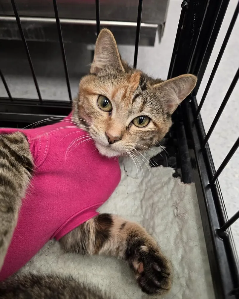 A young medium-sized female Domestic Short Hair cat named Cricket for adoption in Wellington, KS