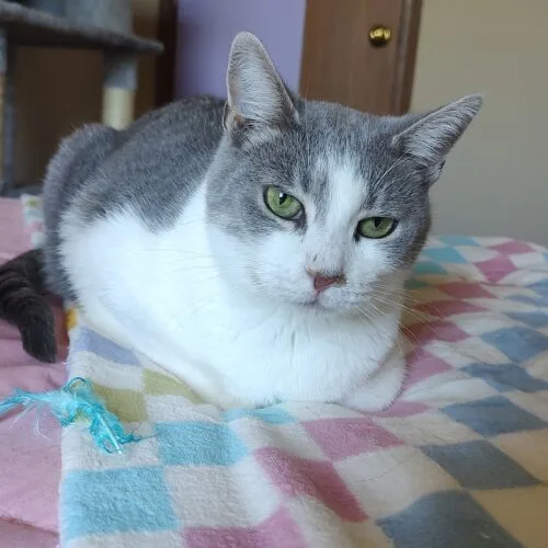 An adult medium-sized female Domestic Short Hair cat named Azure for adoption in Tipp City, OH