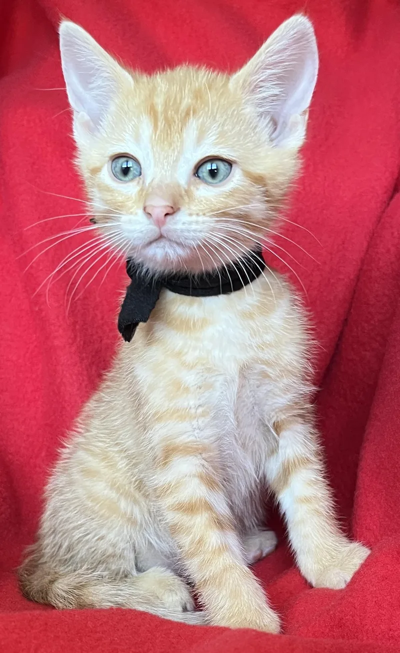 A baby medium-sized male Orange & White Tabby cat named Taco for adoption in Hood RIver, OR