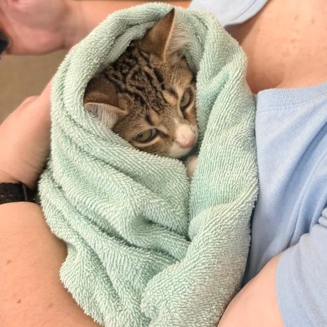 A baby small-sized male Brown / Chocolate Domestic Short Hair cat named Garrett for adoption in Winchester, VA