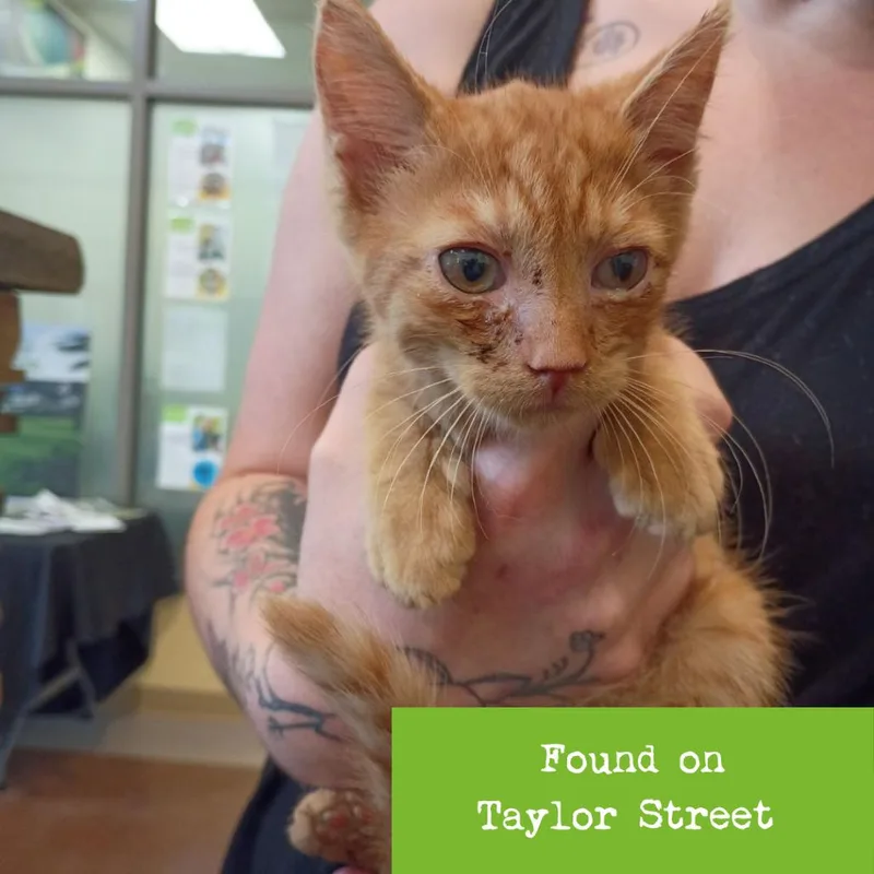 A baby small-sized male Orange / Red Domestic Short Hair cat named Neutron for adoption in Lynchburg, VA