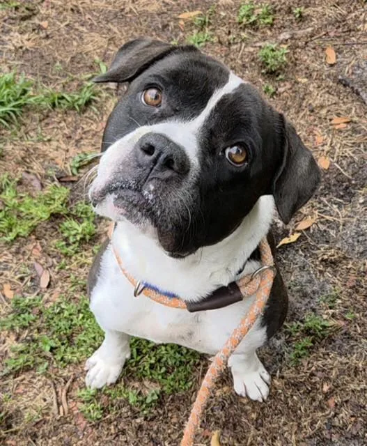 An adult large-sized male American Staffordshire Terrier dog named Brandon for adoption in Fort Lauderdale, FL