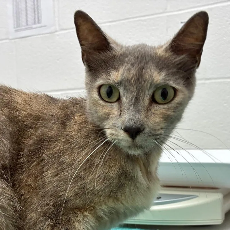 An adult medium-sized female Tortoiseshell Domestic Short Hair cat named Roxi for adoption in Corpus Christi, TX