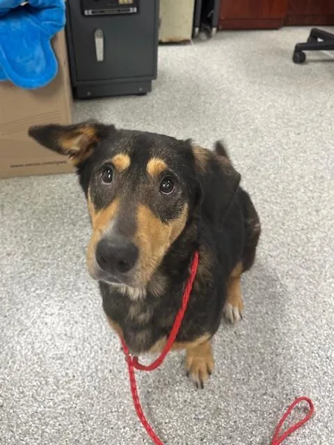 An adult medium-sized male Basset Hound dog named Mellow for adoption in Pasadena, TX