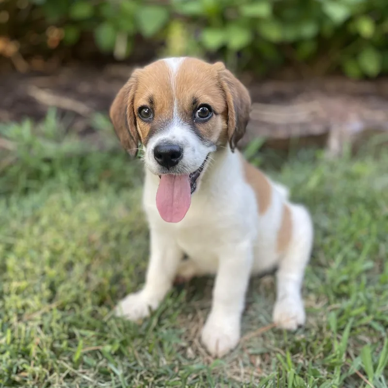 A baby large-sized female Tricolor (Brown, Black, & White) Beagle dog named Teriyaki for adoption in Rock Hill, SC