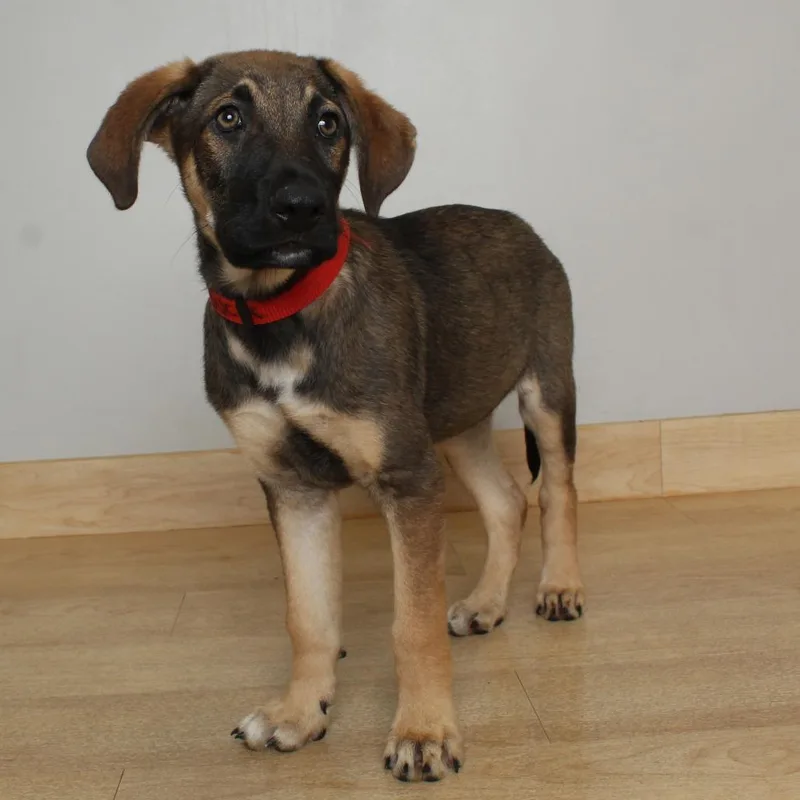 A baby medium-sized male Brown / Chocolate Shepherd dog named Buck D for adoption in Minnetonka, MN