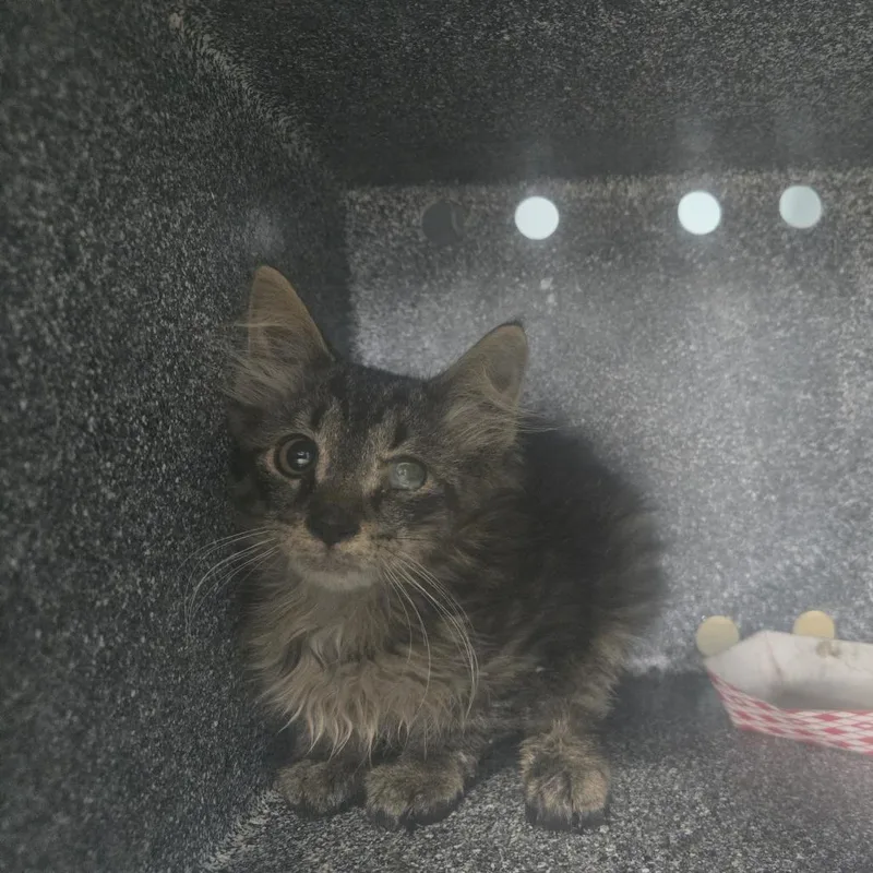 A baby small-sized male Brown / Chocolate Domestic Long Hair cat named Arthur for adoption in Newark, NJ