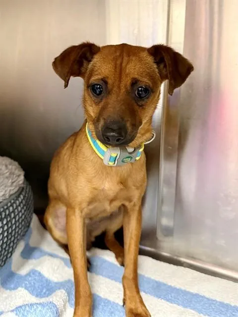 A young small-sized female Chihuahua dog named Matilda for adoption in Naples, FL