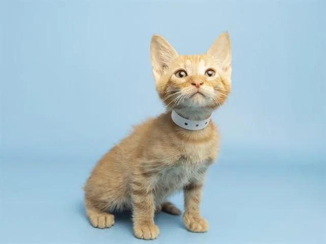 A baby small-sized male Domestic Short Hair cat named Spinach for adoption in Phoenix, AZ