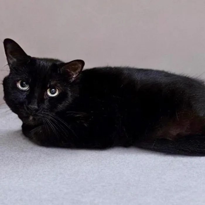 An adult extra large-sized male Black Domestic Short Hair cat named Russell for adoption in Prince Frederick, MD
