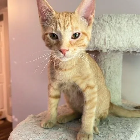 A baby small-sized male Tabby (Orange / Red) Domestic Short Hair cat named Elmo for adoption in Hudsonville, MI