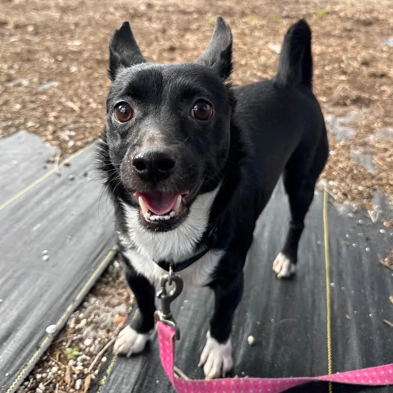An adult small-sized male Black Mixed Breed dog named Remy for adoption in West Palm Beach, FL