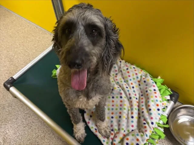 An adult large-sized female Poodle dog named Izzy for adoption in Ames, IA