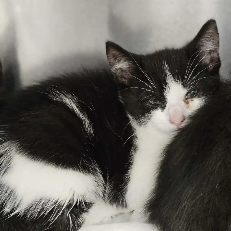 A baby small-sized female White Domestic Short Hair cat named Buttercup for adoption in Martinsville, VA